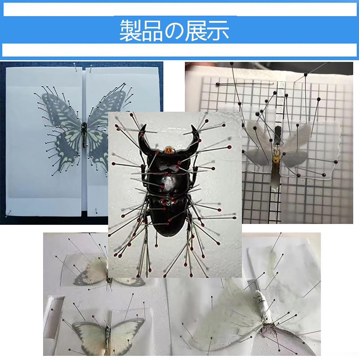 Amazon | [LUYING] 標本ピン 昆虫針 約100個 ステンレス鋼 昆虫学 解剖