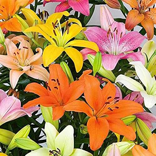 Oakwood Farms Lilium Bulbs/Asiatic lily Multicolour Flower Bulbs Sow