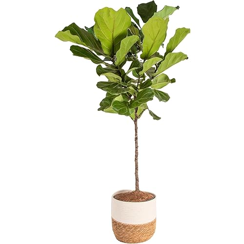 Costa Farms Fiddle Leaf Fig Tree, Ficus Lyrata Live Indoor Floor Houseplant in Decor Planter, Tropical Plant for Home Potted in Soil, Home and Office Decor, Housewarming Gift, 3-4 Feet Tall
