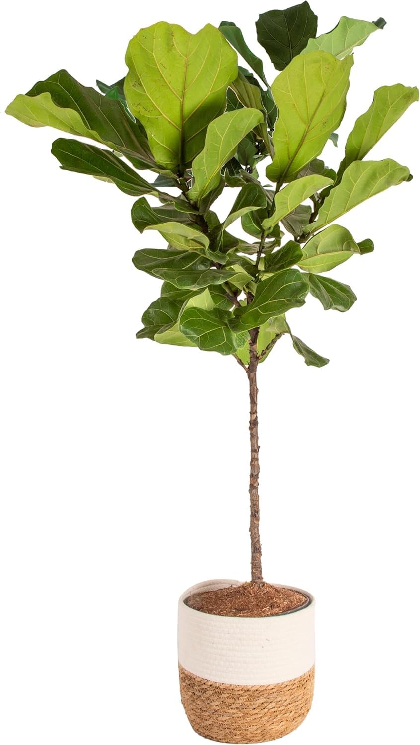 Costa Farms Fiddle Leaf Fig in Décor Planter