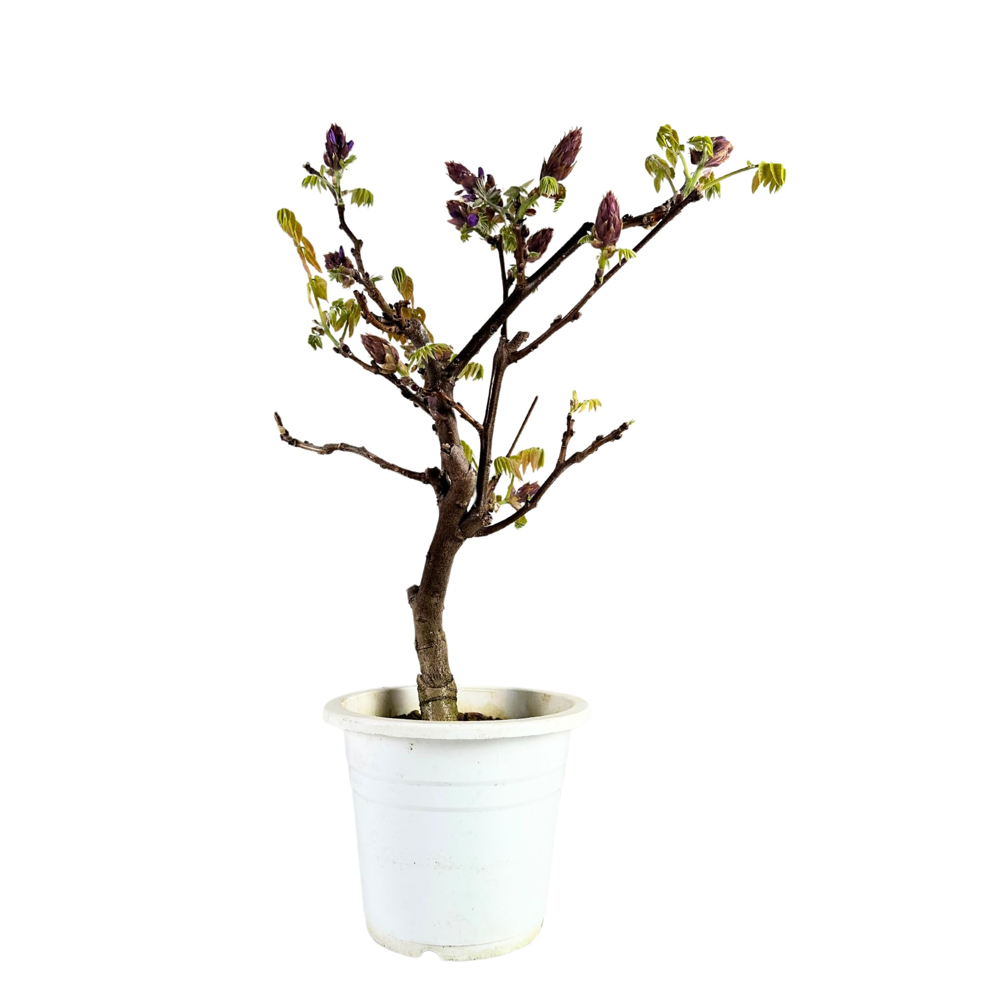 Glyzinien-Bonsai-Baum - Wisteria Floribunda aus Japan - (15 cm Schale, 55-65cm Höhe)