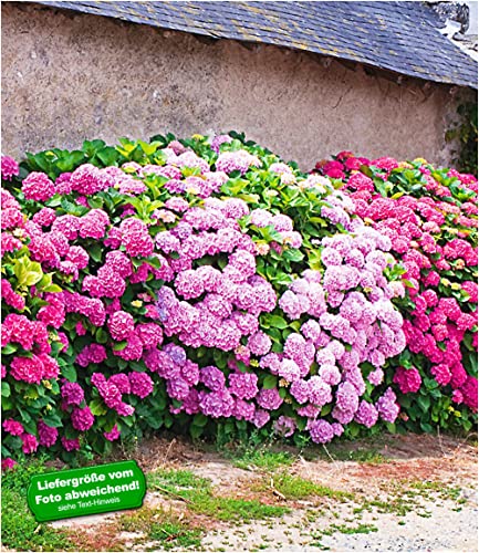 BALDUR Hortensie Ruby Tuesday - Winterharte Gartenp Produktbild-Vorschau 6
