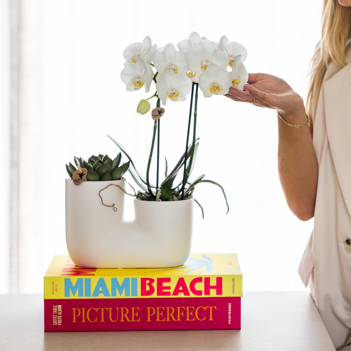 Kolibri Orchids | Set di orchidea bianca Amabilis e piante grasse in vaso decorativo a tubo bianco – dimensioni vaso Ø 9 cm | piante da interno fiorite – fresche dall'allevatore