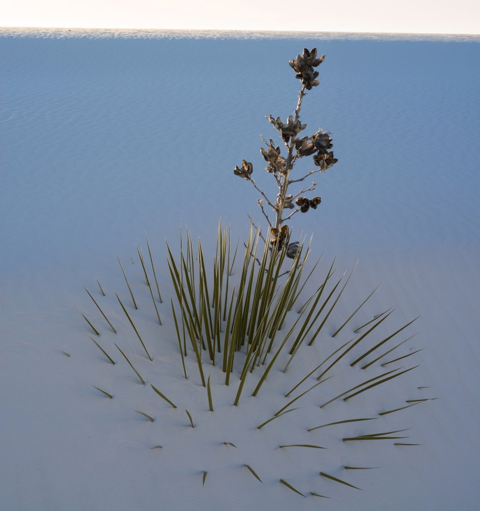 PosterazziSoaptree (Yucca elata) Dune White Sands National Monument New Mexico USA Poster Print, (12 x 12), Varies