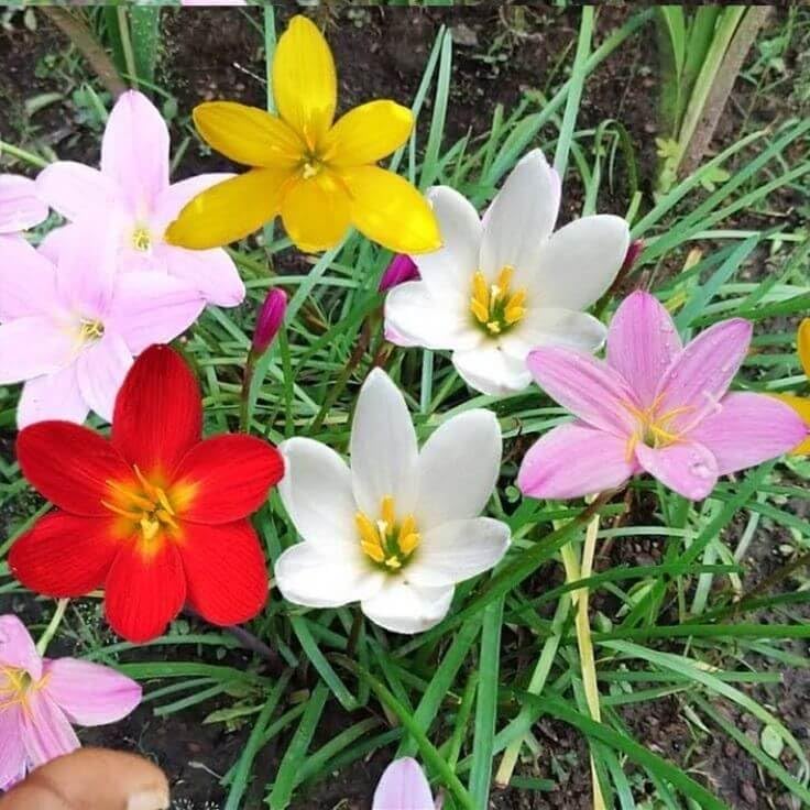 "Rain Lily 4 Healthy Live Plant Combo (Exotic Multicolour Combination)/Well Rooted All Season Growing/Without Pot/Suitable for Landscaping, Pots & Balcony Decoration (pack of 4)"-image-41