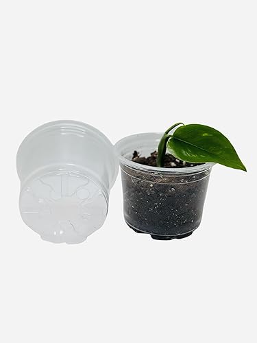 Macetas transparentes de 3.5 pulgadas con agujeros de drenaje, macetas de plástico flexible para vivero para plantas, maceta de jardín reutilizable,