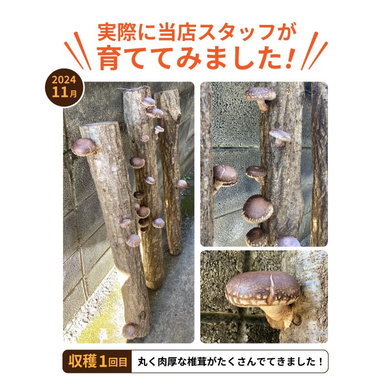 Amazon.co.jp: 山梨県産 しいたけ原木 3本セット 菌駒打ち済み