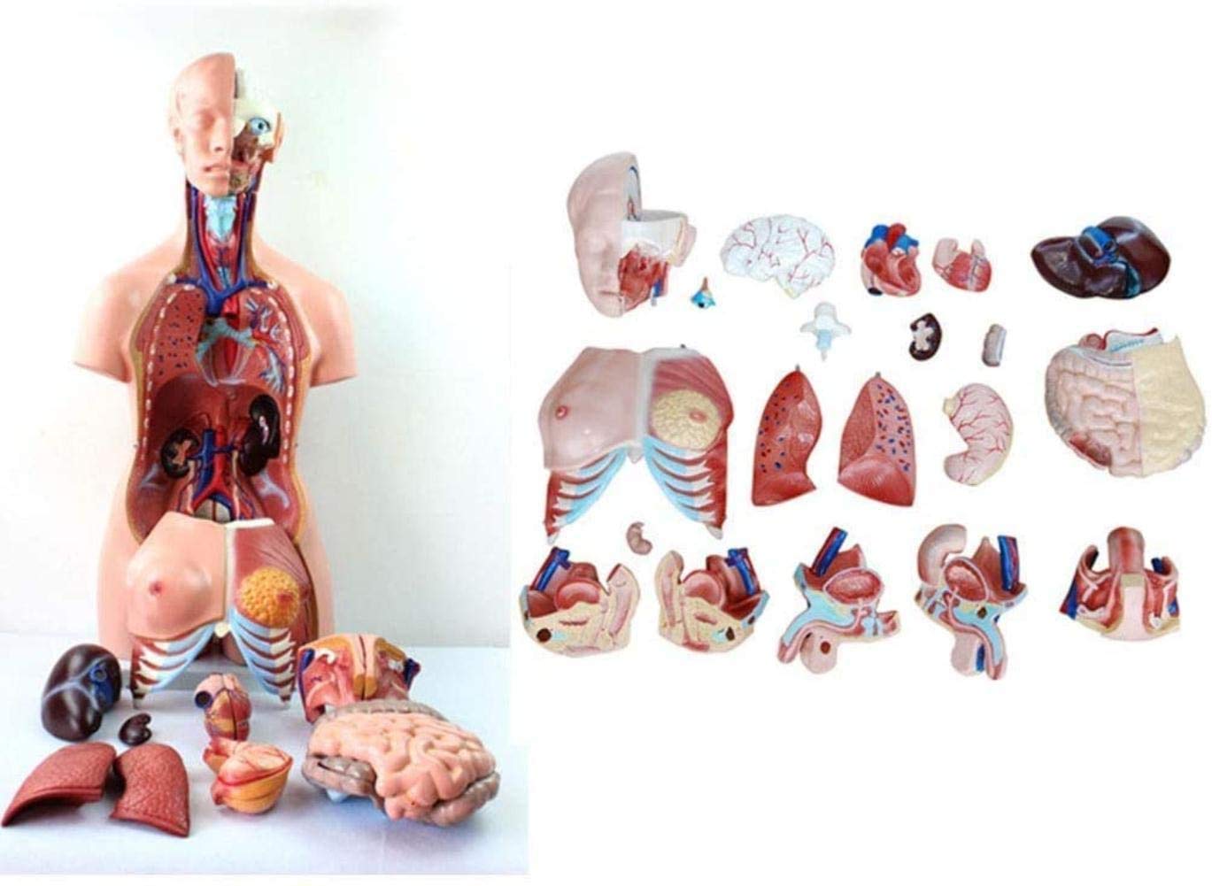Modelo médico y educación Manual Play 85 cm Torso Modelo Humano Anatomía Humana Anatomía Anatomía Anatómica Anatómica Anatómica Formación anatómica para recursos pedagógicos, Pintado Avan...