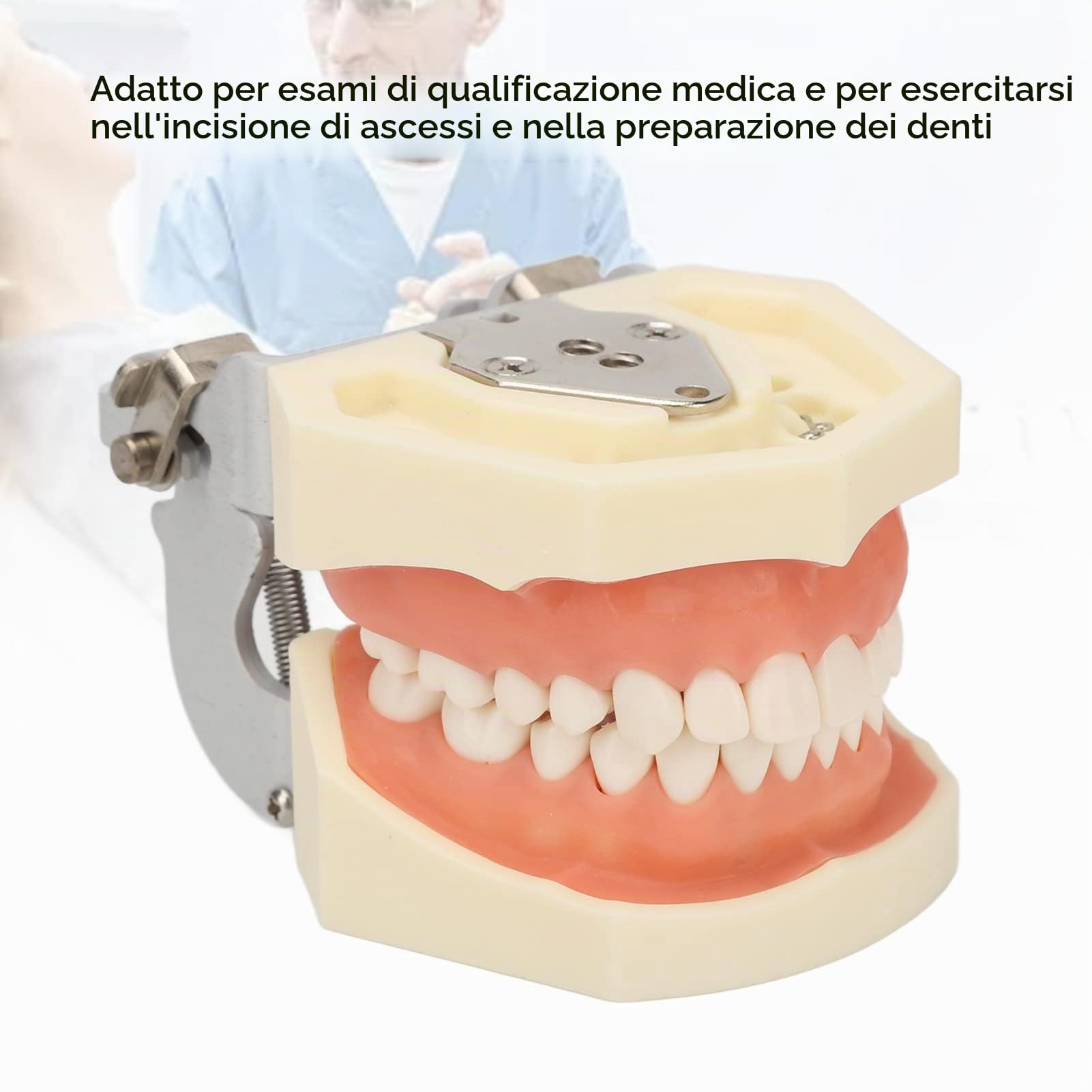 Modello di denti dentali, Modelli di Insegnamento Dentale | 28 pezzi di denti di ricambio per studi dentistici, studenti di odontoiatria per cisti gengiva morbida per praticare