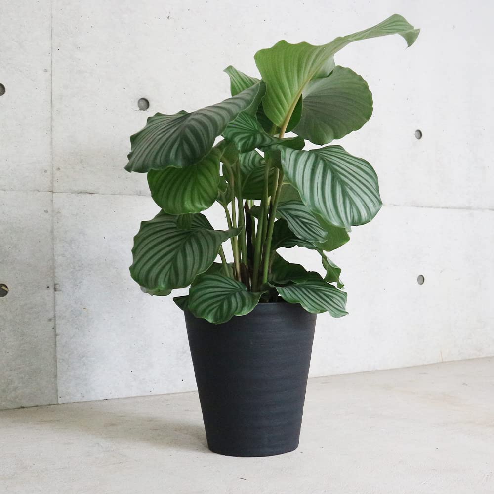 Amazon｜カラテア オルビフォリア 8号大鉢【品種で選べる観葉植物 