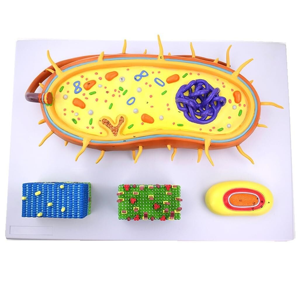 AMITD Bacterial Structure Model with Flagella & DNA for Biology Teaching
