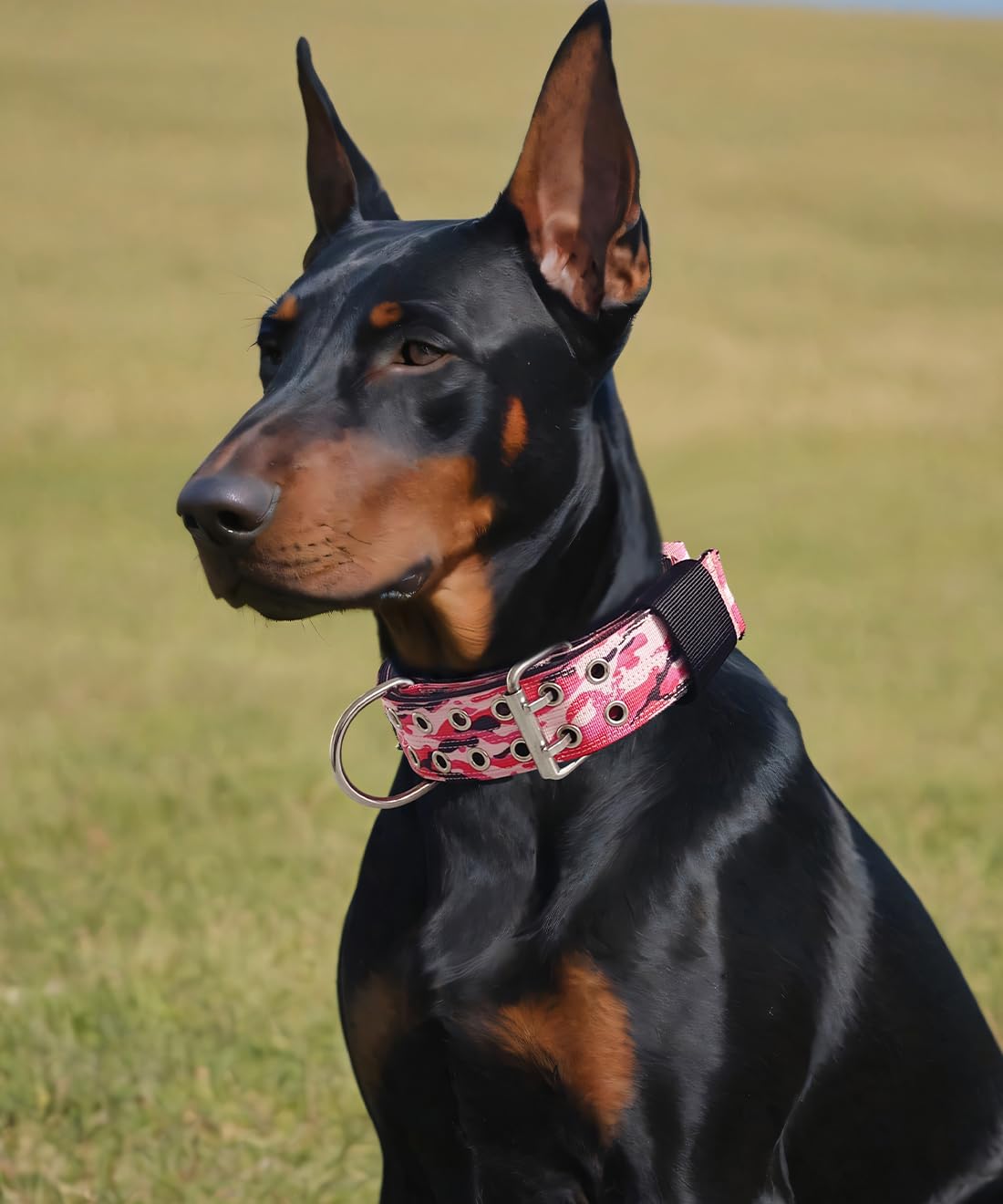 Dog Collar for Large Dogs - Image 2