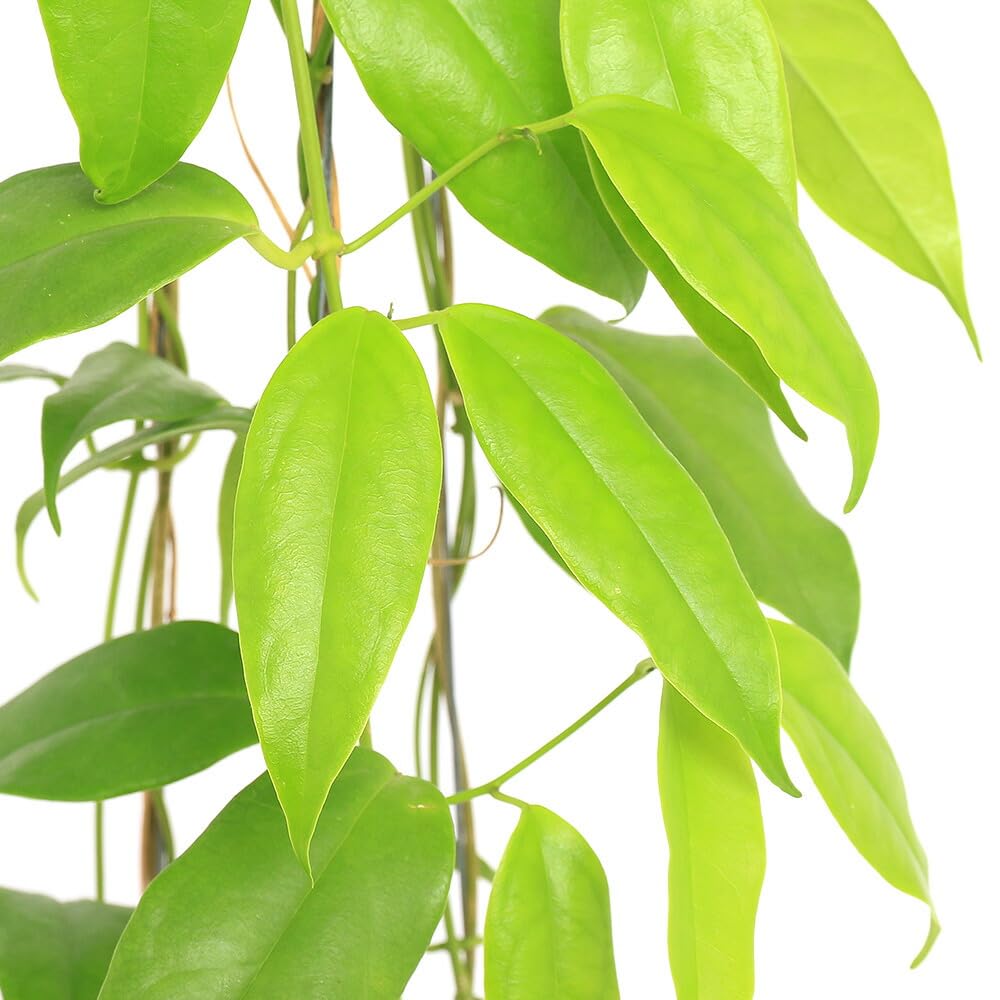Amazon|【charm】(観葉植物)ホヤ ブオティ 吊り鉢タイプ 4号 Amazon|【charm】(観葉植物)ホヤ ブオティ 吊り鉢タイプ 4号