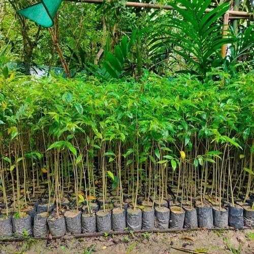 Image of Original Agarwood (Oud, Oodh) Tree Fragrant Resin Source Live Plant Pack of 4