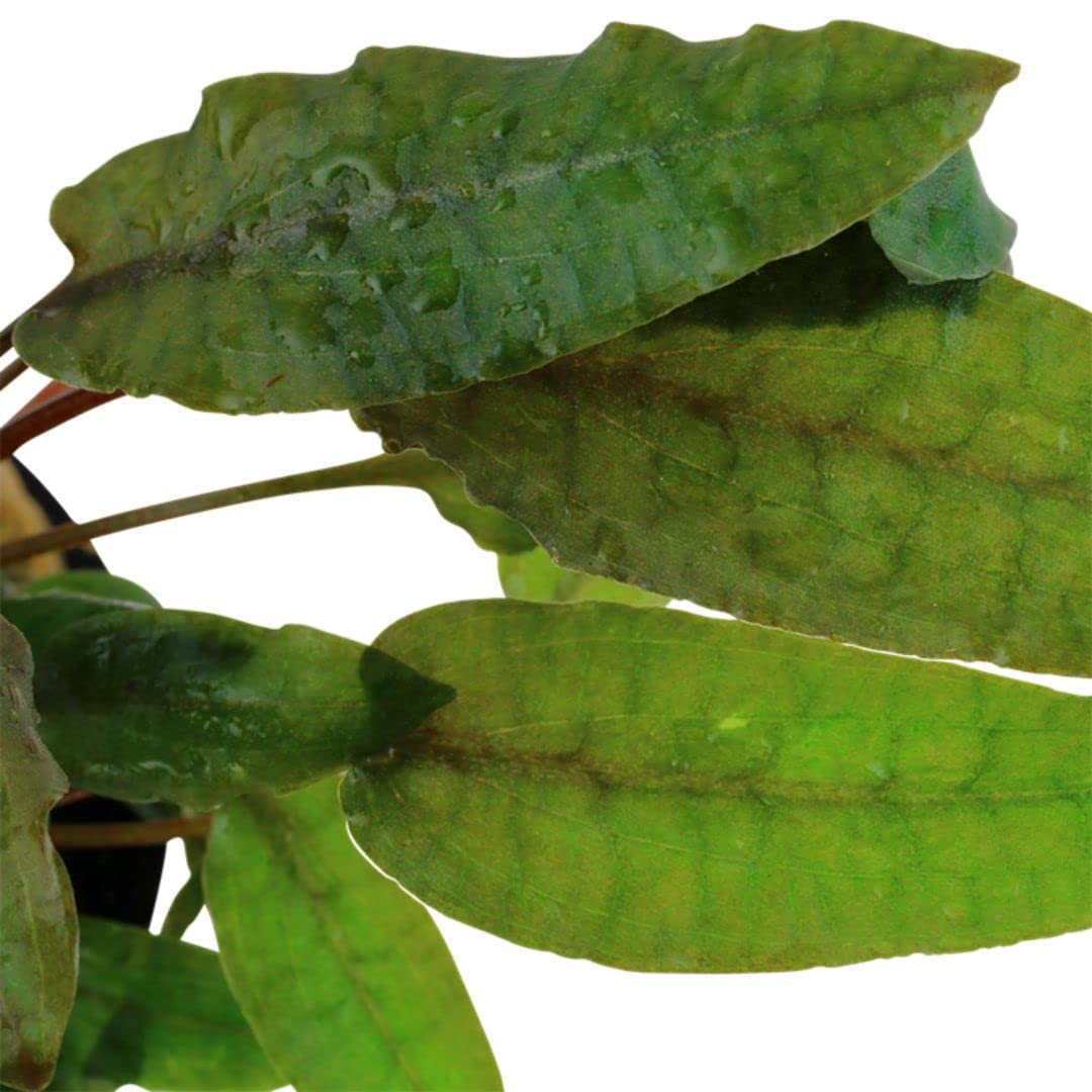 AquaOne Aquarium Pflanze 3 Stück Cryptocoryne wendtii 'Tropica' I Wasserpflanze Aquariumpflanze Rosette voll durchwurzelt einfach pflegeleicht Aquascaping Dekoration