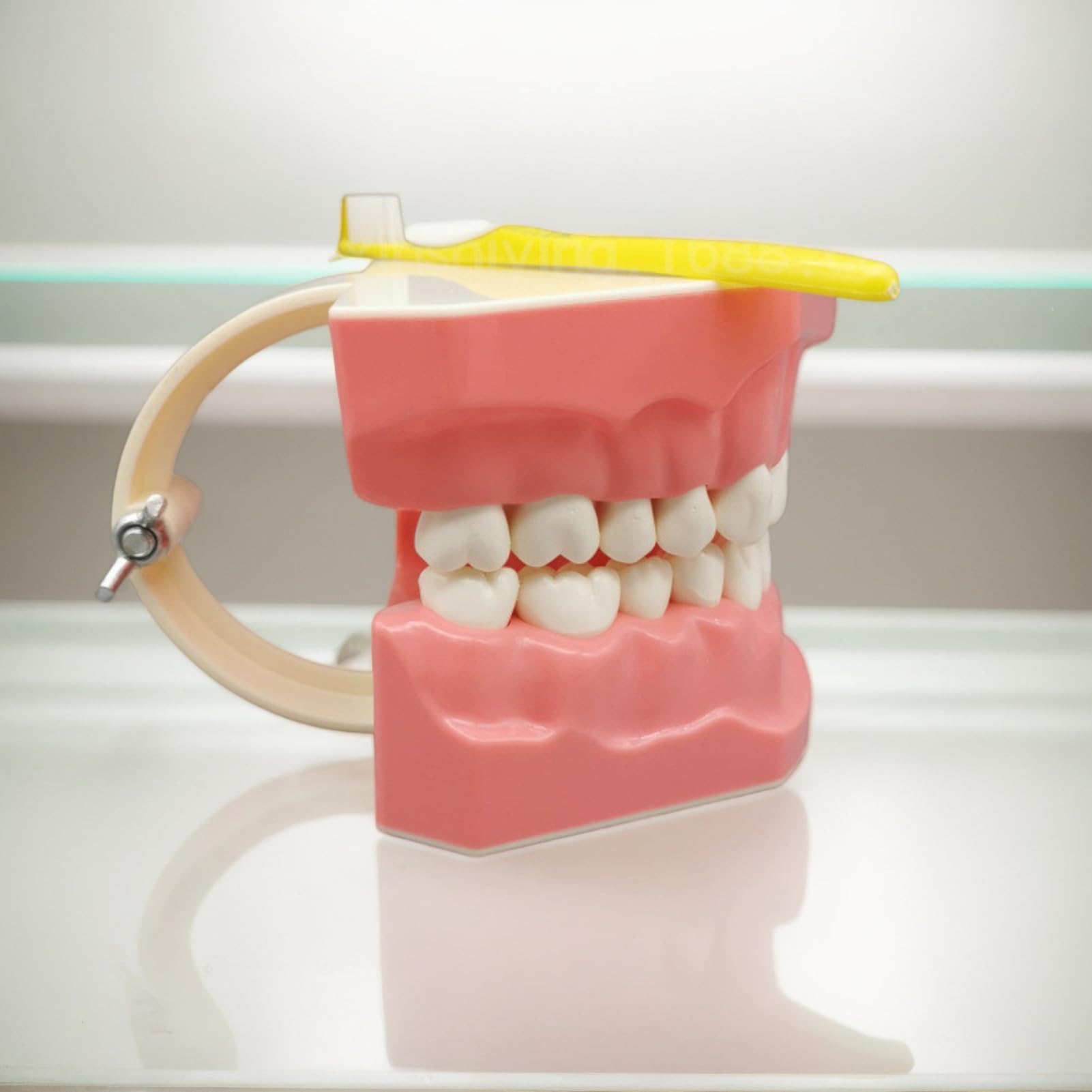 Modello di denti per bambini, modello di dente educativo con spazzolino da denti per lo studio | Materiali educativi, forniture per lo studio della bocca per adolescenti, amici, uomini, figli