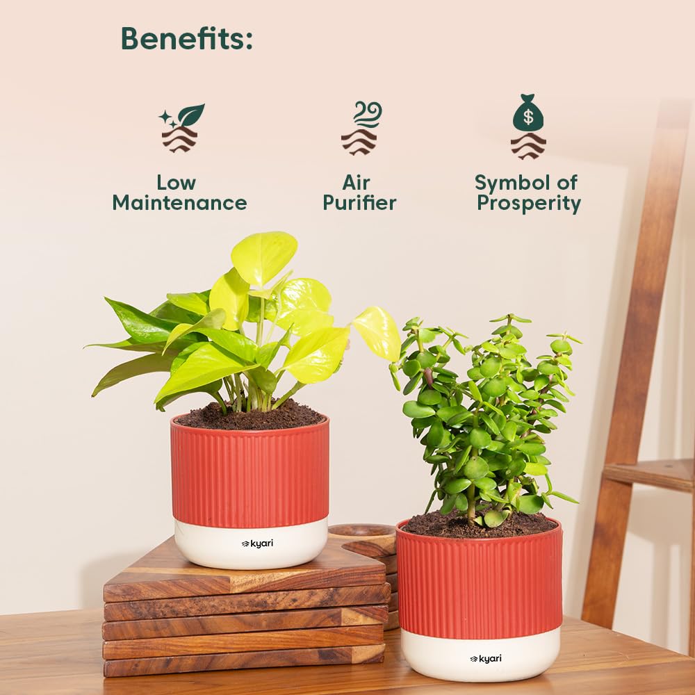 Lucky Jade & Golden Money Plants - Self Watering Pots -4
