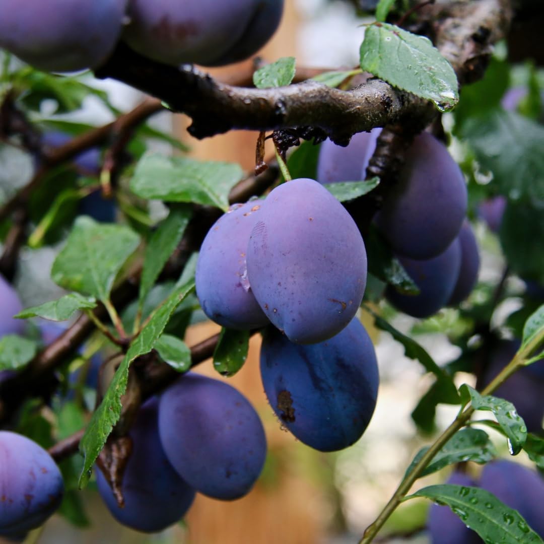 Grafted Santa Plum Tree Live Plant Ready to Bear Fruit, 2-3 Ft Tall in 3 Gallon Pot, No CA, Spring Planting, Fast-Growing and High Yielding