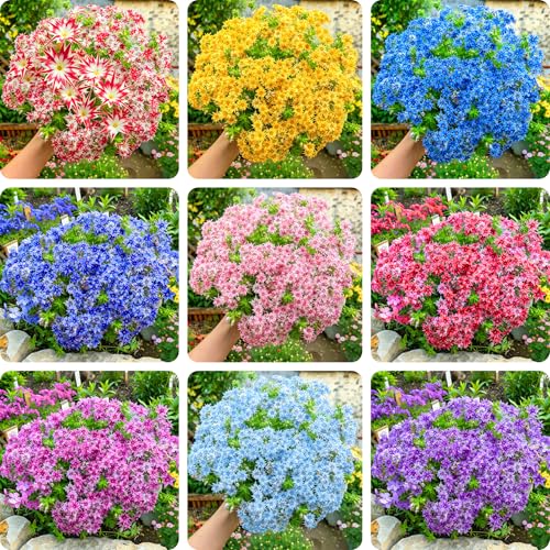 Mixrug Dwarf Creeping Phlox Seeds for Planting 1008+pcs Perennial Creeping Sky Phlox Flower Seeds Ground Cover Plants Non-GMO Heirloom Dwarf Hummingbirds Pollinated Flowers for Home Garden Outdoors