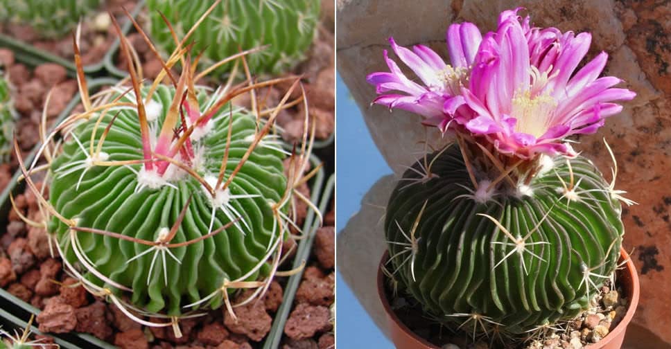 DREAM NURSERY-Brain cactus (Stenocactus multicostatus) Cactus Live Plant (Rare) Size 2.5inches Blooming Size (B0BR9J61PF) Amazon Price History, Amazon Price Tracker