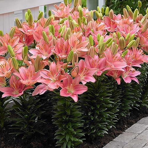 Plantogallery Lilium Pink Flower Bulbs - Pack Of 2 Bulbs (B0CG32G2C4) Amazon Price History, Amazon Price Tracker