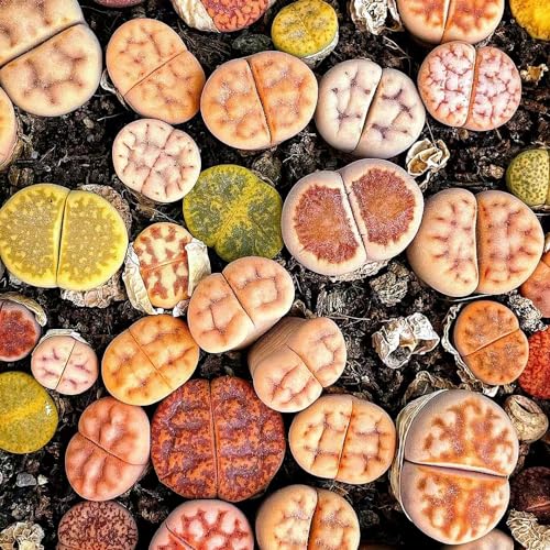 semi di pietre viventi di lithops - per gli amanti del giardino da appartamento facili da curare d'appartamento grasse esotico prodotti sostenibili 150pcs