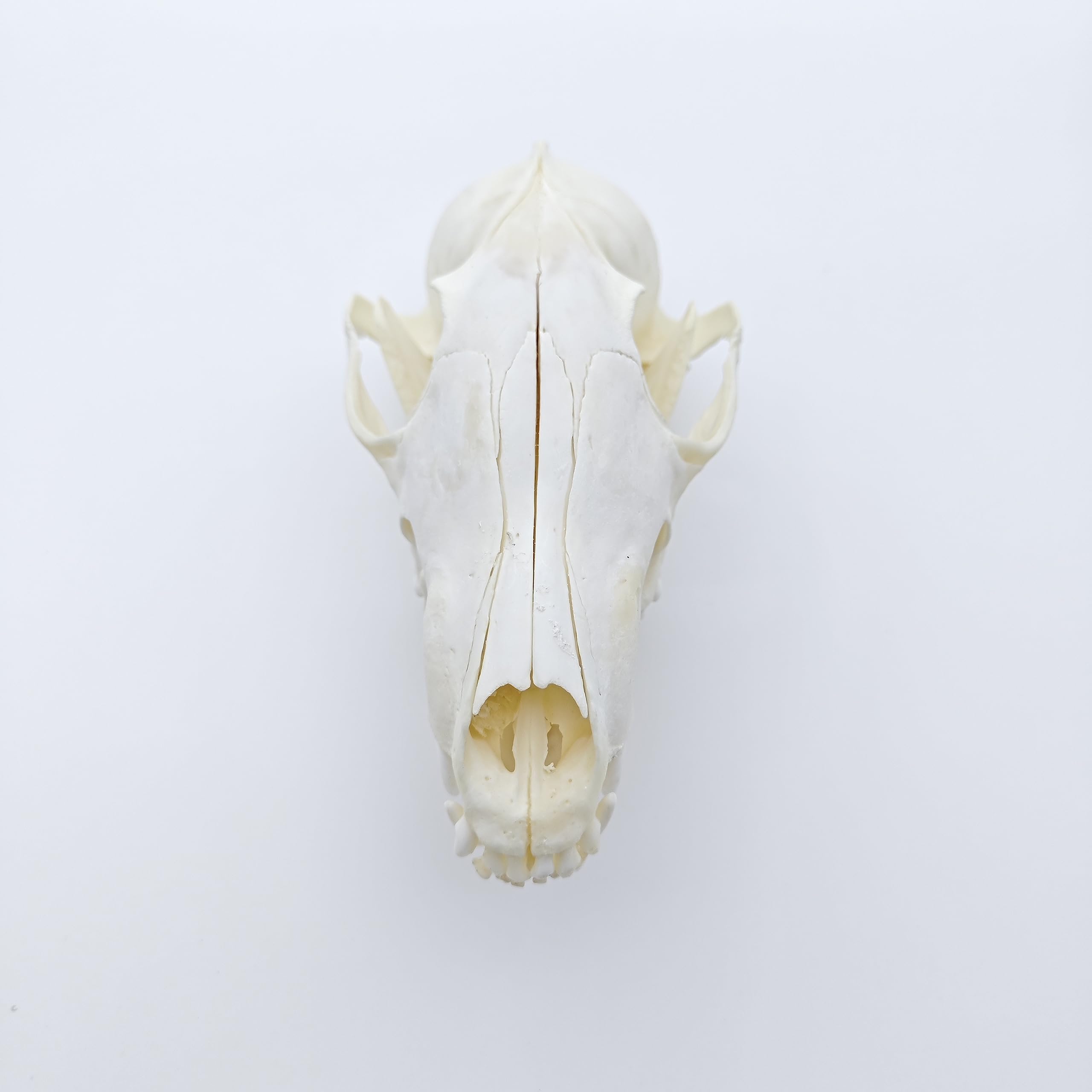 Real Genuine Animal Skull Skeleton Fox Taxidermy Supply Supplies Bone Art Tool From New2017, $12.67