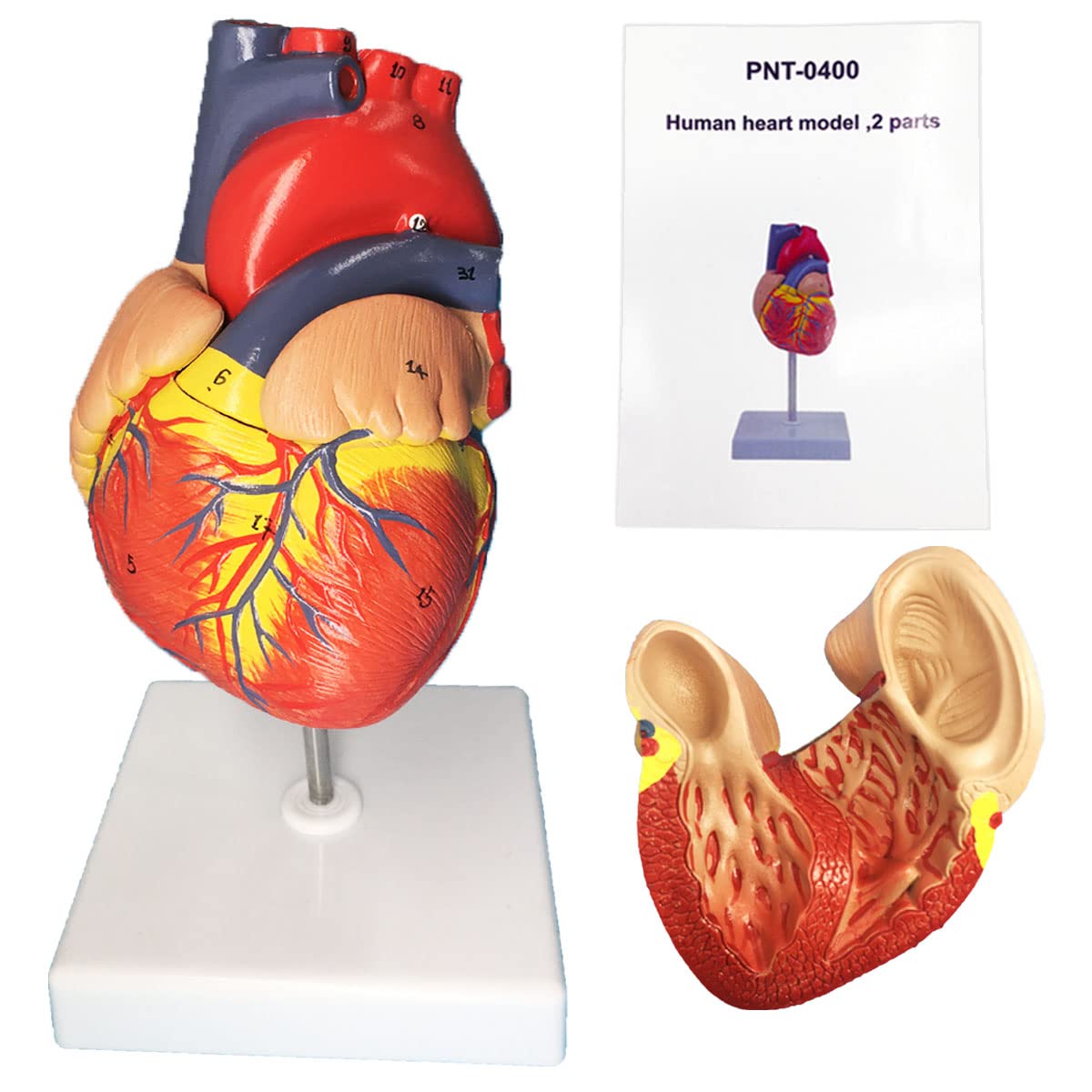 Buy Veipho Heart Model, Heart Model Anatomy with Stand, Human Heart