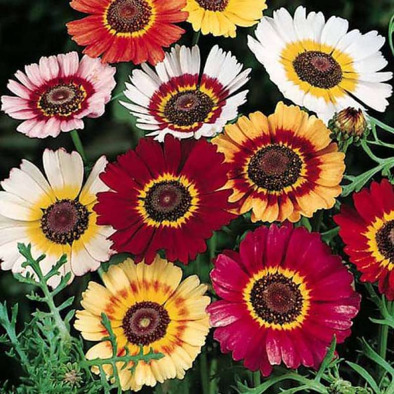 MIX COLOUR CHRYSANTHEMUM Flower Seeds F1 Hybrid 50+ SEEDS (B0BQ9X5FH7) Amazon Price History, Amazon Price Tracker