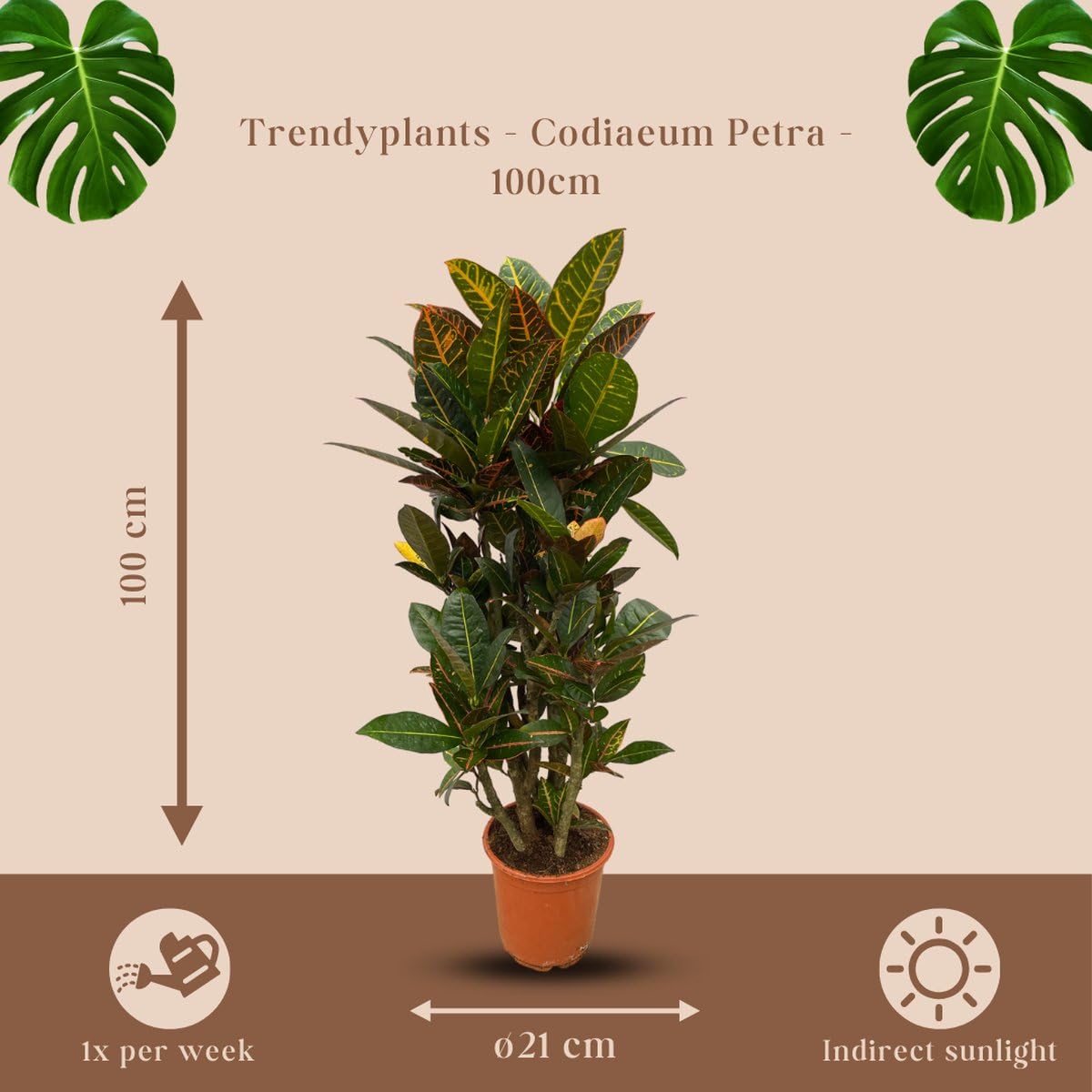 Trendyplants - Codiaeum Petra verzweigt - Croton - Zimmerpflanze - Höhe 90-110 cm - Topfgröße Ø21cm