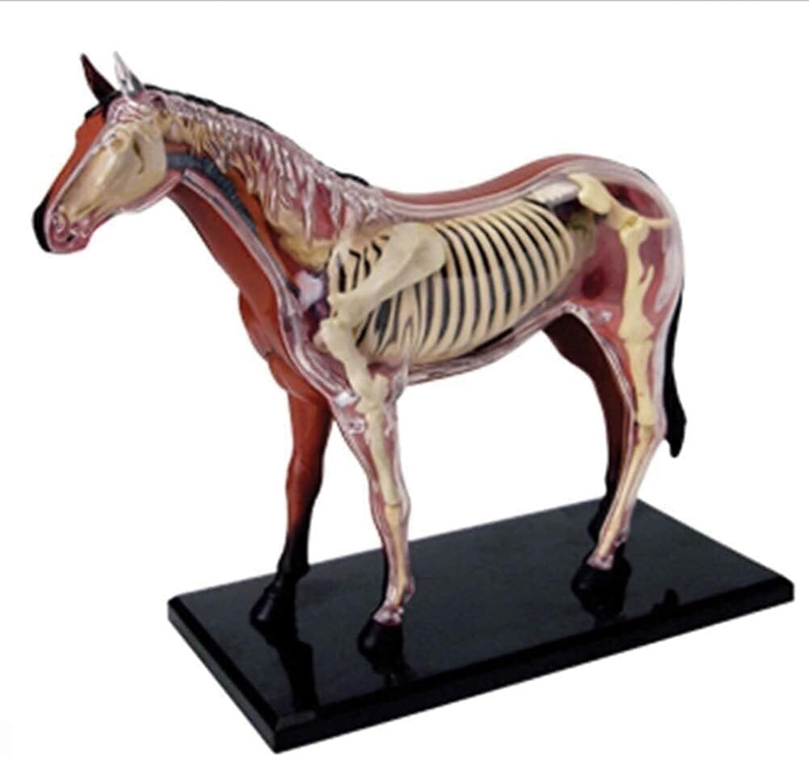 Modelo animal Modelo de anatomía del caballo 4D Órganos desmontables visuales y educación parcial Modelo de enseñanza de anatomía de órganos biológicos del caballo