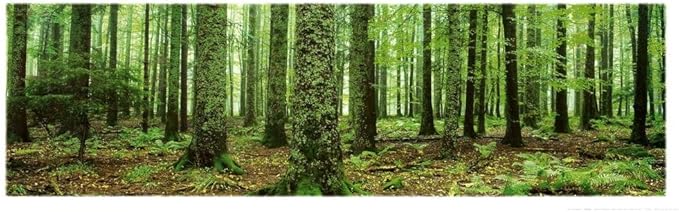 Pacific Drive arrive sur Xbox Game Pass 8 61rFD2 a5jL. AC SX679 Poster Discount Rain Forest (Green Trees, Panorama) (36 x 12 inches)