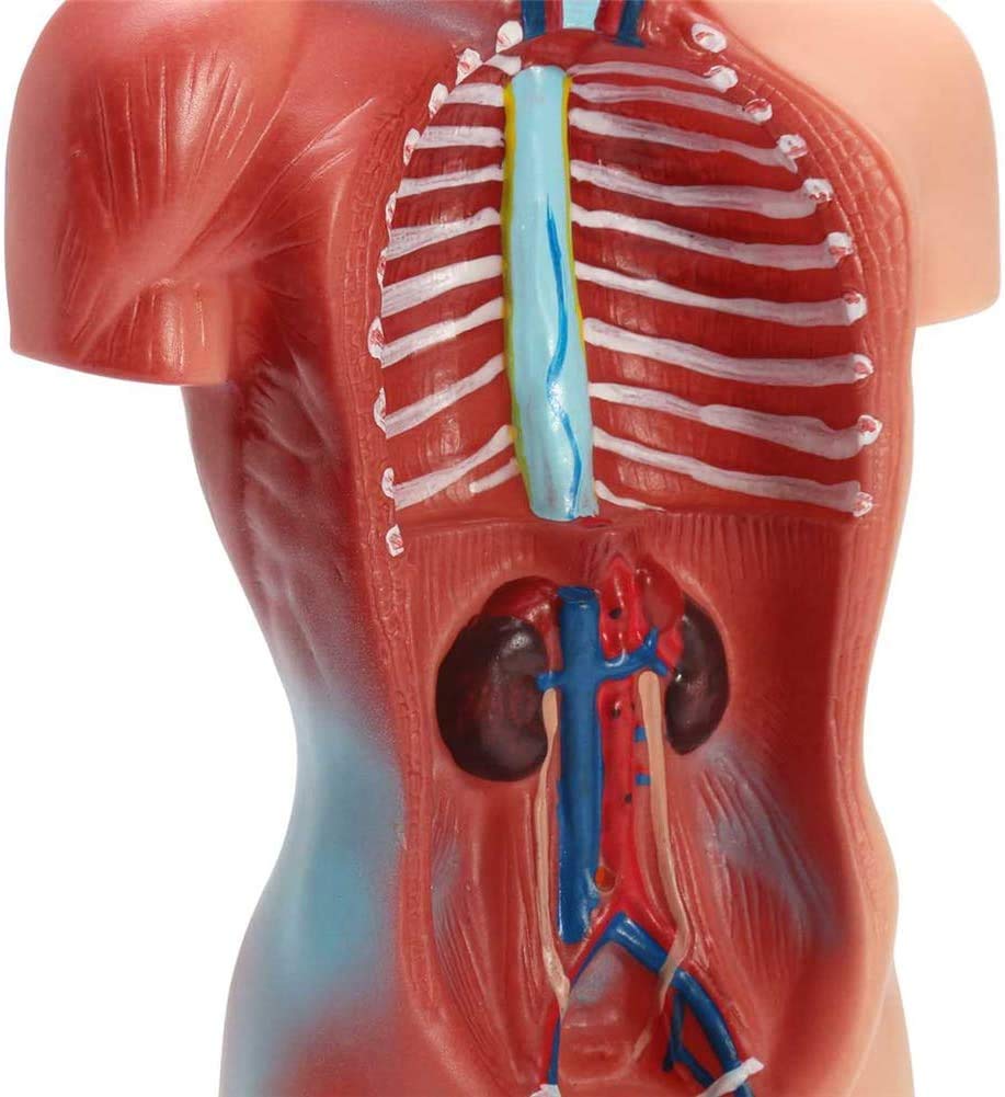 Amazon.co.jp: 体の人体解剖学の15室ある客室モデル、医学教育の