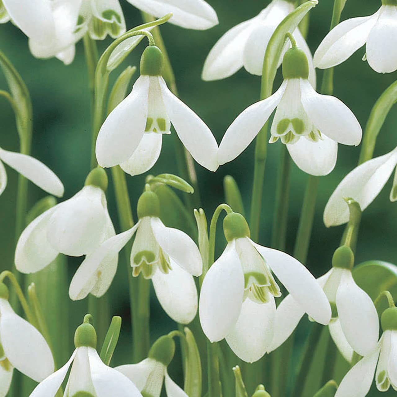 25 GALANTHUS ikariae (woronowii) 4/5cm Snowdrops Bulbs - Spring Flowering Garden Bulbs-Flowering Plants Bulbs-Spring Flowering Plants Bulbs, Ready for Planting Now