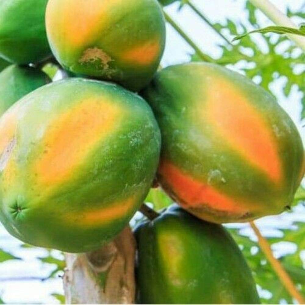 Golden Hills Farm® (AVG 50-300) seeds Rare Papaya Fruit Seed"Honey Dew" Exotic (B0852RD122) Amazon Price History, Amazon Price Tracker