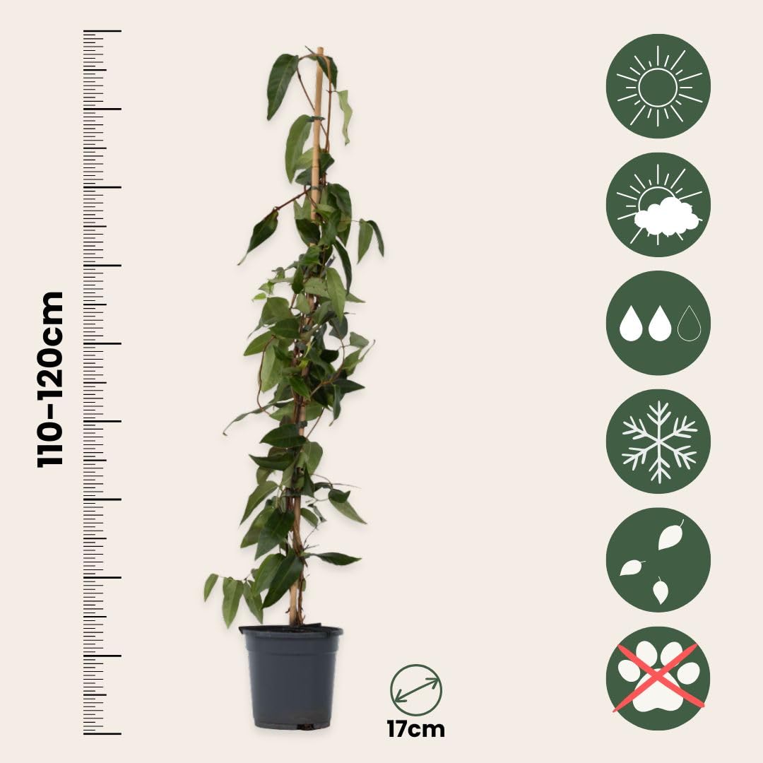 Plant in a Box - Lonicera henryi 'Beauté du cuivre' - Chèvrefeuille de Henry - Plante de jardin - Plante grimpante - Jaune - ⌀17cm - Hauteur 110-120cm