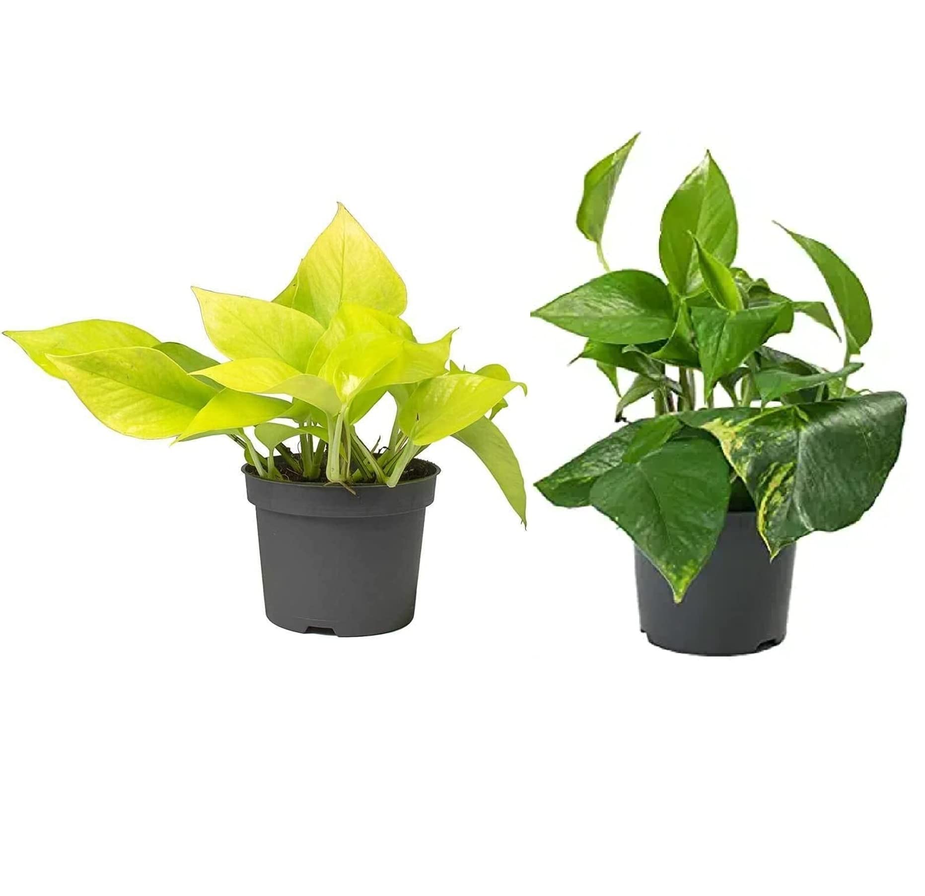 NewLeaf Set of 2 Air Purifying- Indoor Plants Combo. (Golden Money Plant & Variegated Money Plant with Black Pot) (B09H3FD5GJ) Amazon Price History, Amazon Price Tracker