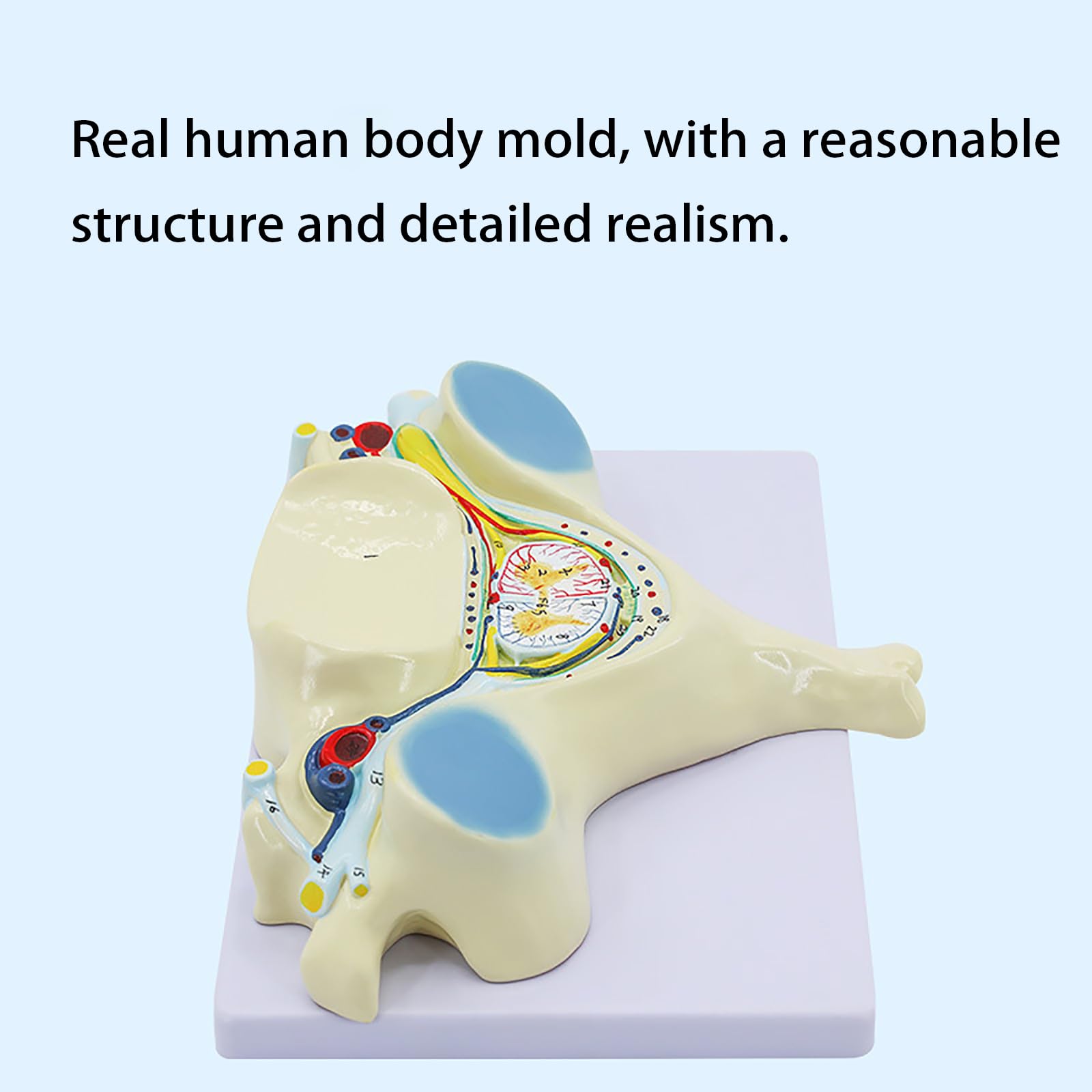 Model Kręgu Szyjnego W 7-krotnym Powiększeniu, Anatomiczny Model Piątego Przekroju Kręgu Szyjnego Człowieka, Dokładna I Realistyczna Struktura, Wytrzymały Materiał PVC, Dla Studentów Medycyny