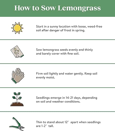 Miniatura 3 de Burpee Lemongrass Cymbopogon Citratus Semillas de hierbas | 10 pellets de semillas múltiples por paquete | Semillas sin OMG para plantar hierbas |