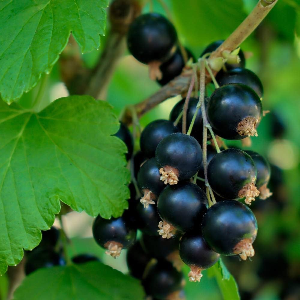 Amazon.co.jp: カシスの苗木 品種：ブラックカーラント(黒房スグリ