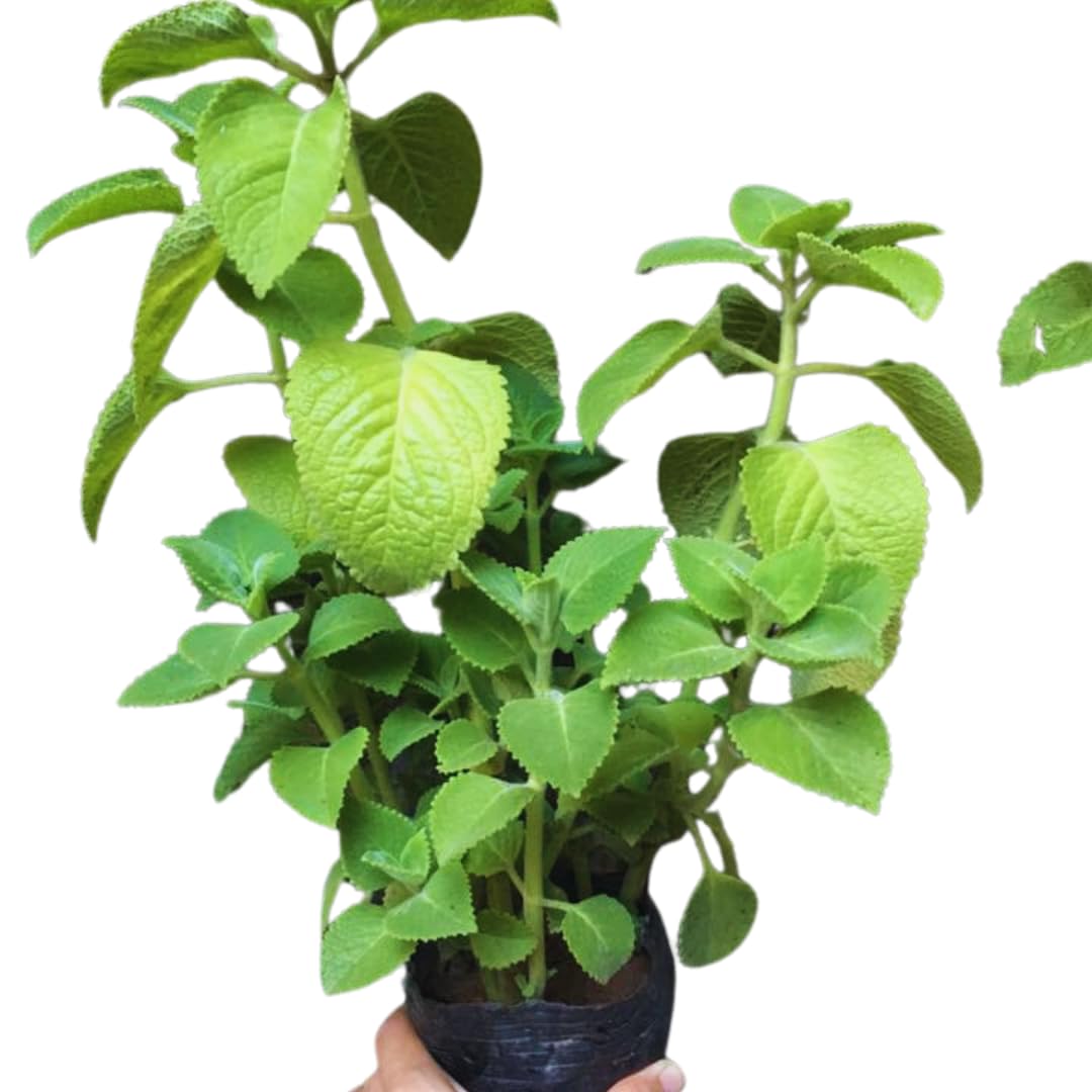huge money tree Money Tree – Fragrance Plants and Flowers main image 0