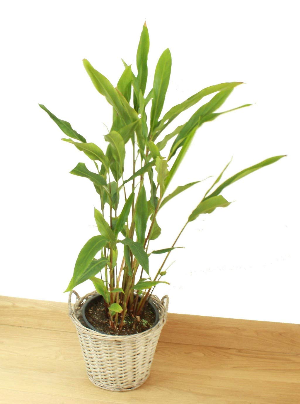OhhSome Gardening Live Cardamom Chhoti Elachi Illaichi Plant (B09N9BJYBP) Amazon Price History, Amazon Price Tracker