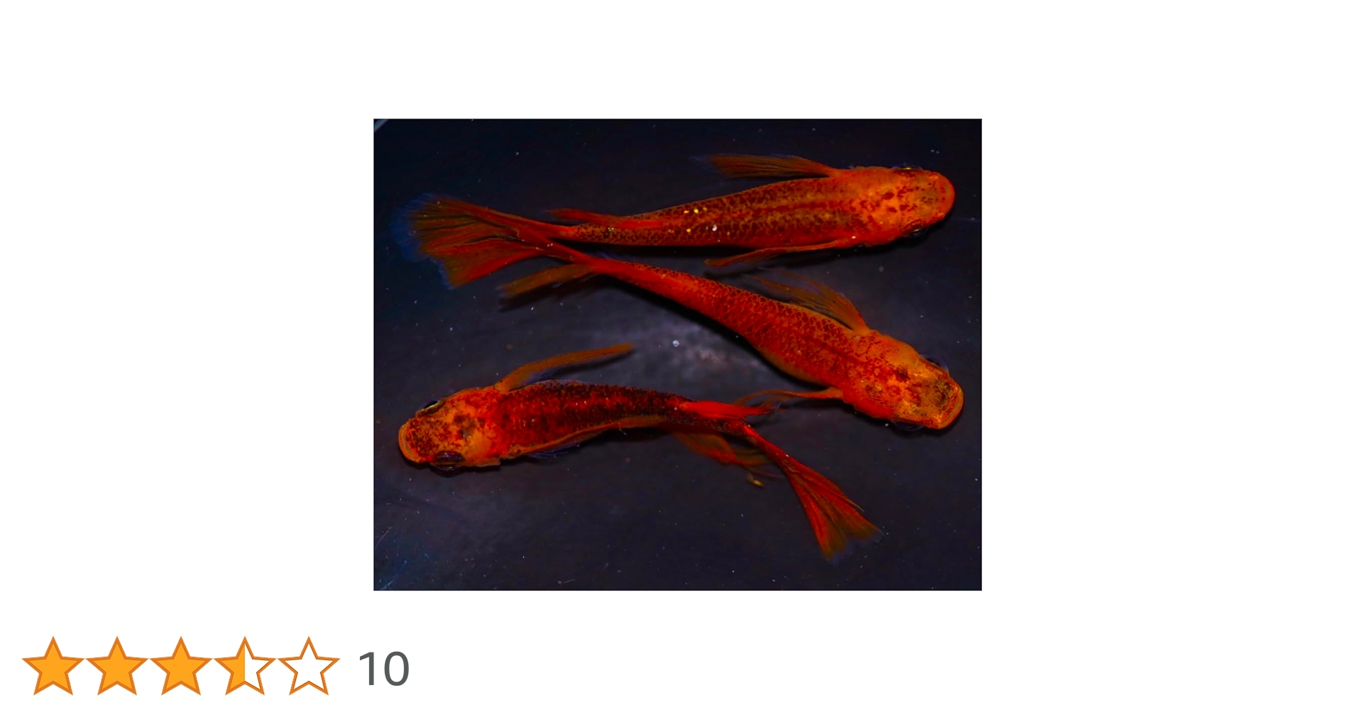 medaka ⚠️プロフ必読 8/3 Amazon.co.jp: Medaka Himitsuhaki Medaka, Blue Lame