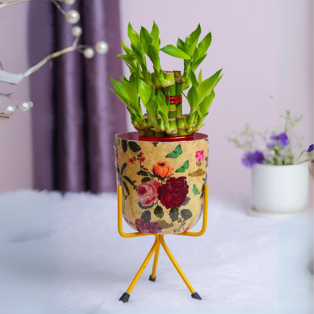 Floral Boutique 2 Layer Lucky Bamboo Plant Pot with Floral Printed Metal Plant Pot & Pot Stand, Lucky Plants For Home Indoor (B0DD8RX3PH) Amazon Price History, Amazon Price Tracker