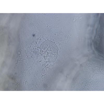 ubuy UK