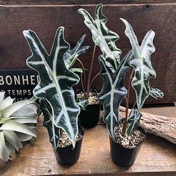 あんそら　ブリガミア インシグニ＋アロカシア サンデリアナ ノビリス あんそら様専用 ブリガミア インシグニ＋アロカシア