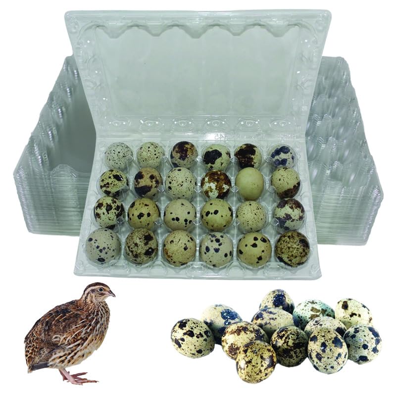 NWQF NWQuailFarm JUMBO Quail Eggs Cartons – Holds 24 (4x6) Larger Quail Egg - Designed for Coturnix Jumbo Quail Eggs (100 Pack)