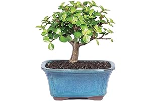Brussel's Bonsai Live Dwarf Jade Bonsai Tree, Enhance Indoor Tranquility