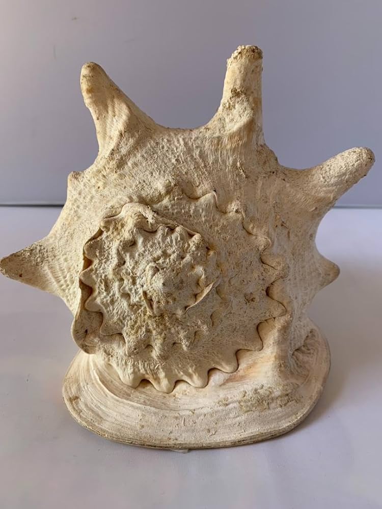 Amazon.co.jp: 標本 置物 鑑賞トウカムリ 貝殻 特大サイズ