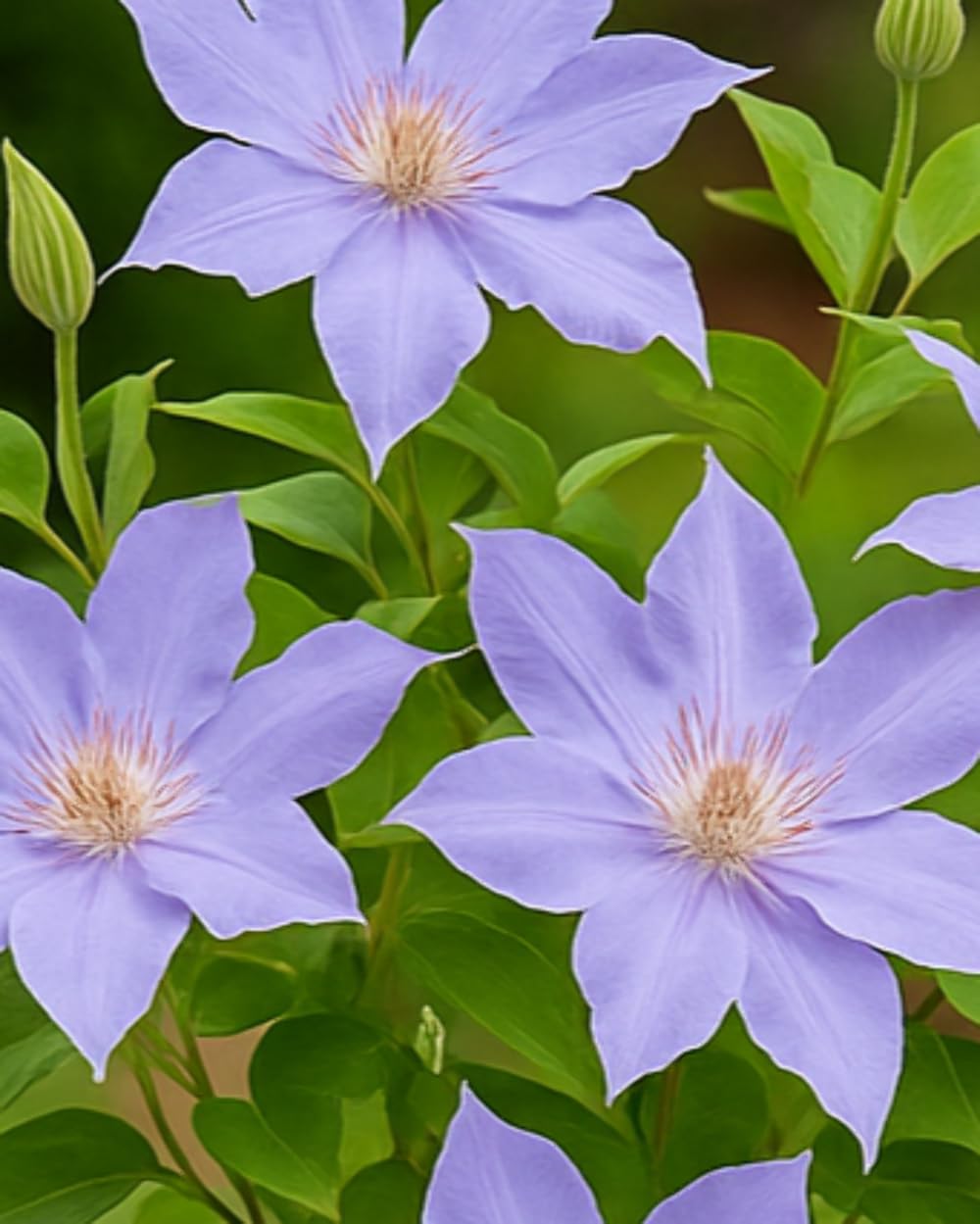 Clematis Boulevard Tranquilite
